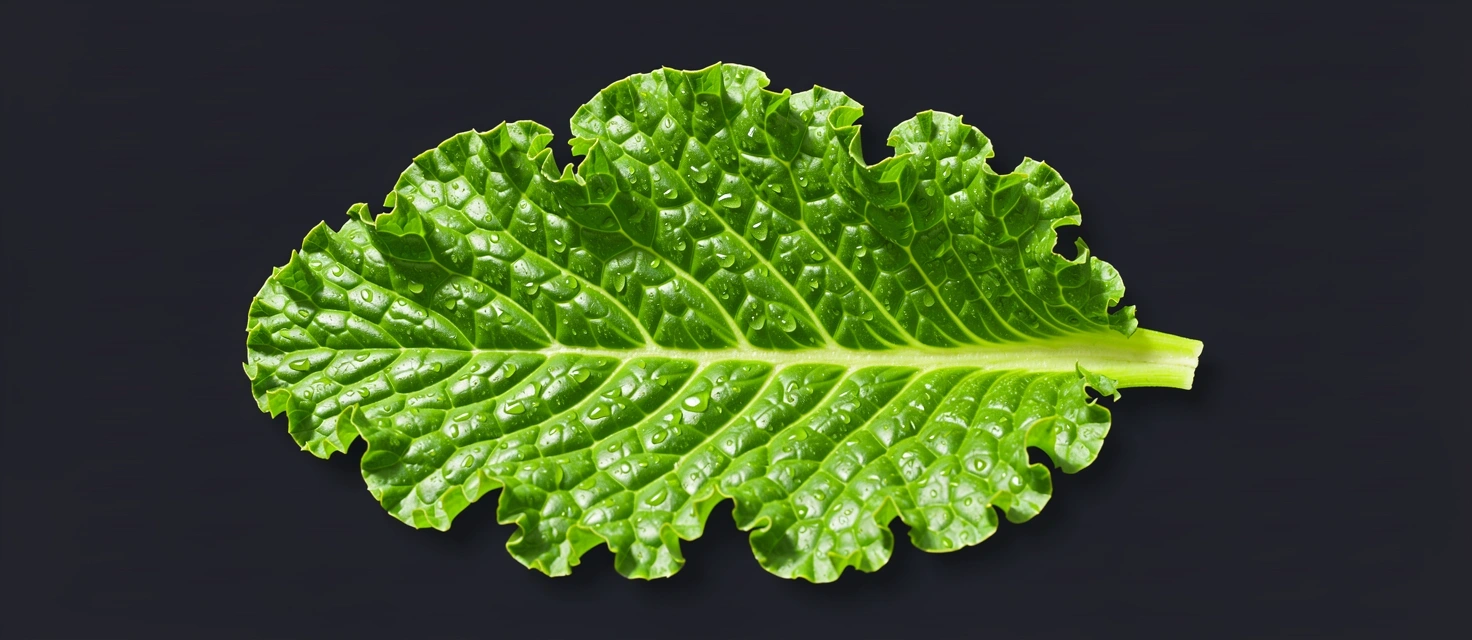 Foglia di cavolo riccio vibrante